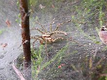 Agelena labyrinthica.jpg