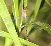 Archilestes californica, Հյուսիսային Ամերիկա