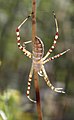 Banded Argiope ( Argiope trifasciata )