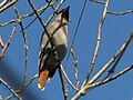 بال‌لاکی بوهمی (B. garrulus)