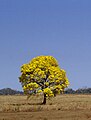 Tabebuia