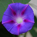 Ipomoea purpurea.