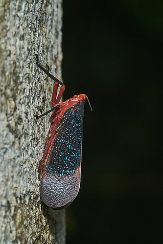 Фонарница Kalidasa lanata