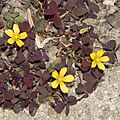 Sikap dada, Oxalis corniculata.