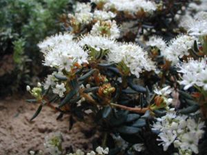 marĉa rododendro (Rhododendron tomentosum aŭ Ledum palustre)