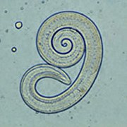 Nematode