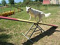 Il cane raggiunge il centro della bascula e cerca il punto di oscillazione avanzando lentamente