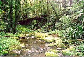 Der Brindle Creek im Border-Range-Nationalpark