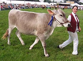 Image illustrative de l’article Brown swiss