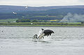 Adult female bottlenose and two young