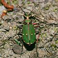 Cicindela campestris (Cicindelinae)