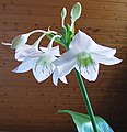 Eucharis amazonica