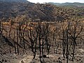 Feu de forêt dans la région (2005)