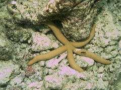 Linckia guildingi in Meedhupparu house reef in Insulis Maldivis