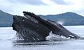 Image 91Humpback whale straining krill (from Marine food web)