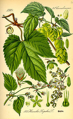 Harilik humal (Humulus lupulus)