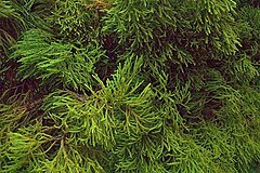 Dacrydium cupressinum