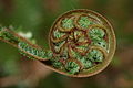 Sich entfaltendes Blatt (Koru)