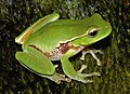 8. Zöld levelibéka (Litoria phyllochroa) (javítás)/(csere)