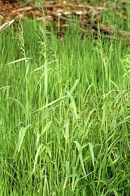 Miškinė sorokė (Milium effusum)