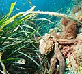 Veel dieren schuilen in de zeegrasvelden.