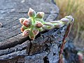 Молодило (Sempervivum sp.)