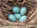 유럽찌르레기 (Sturnus vulgaris), 보통의 알무더기