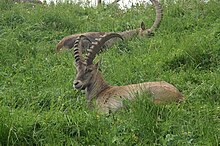 Steinböcke ruhen sich auf einer Bergwiese aus.