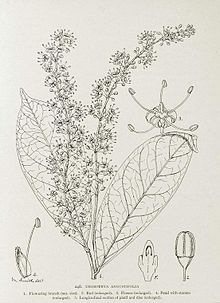 Urobotrya angustifolia-1906.jpg