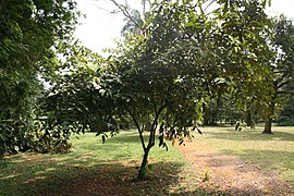 Afrostyrax Lepidophyllus