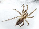 Pennsylvanica Grass Spider ( Agelenopsis Pennsylvanica )