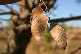 Seed pods