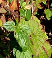 Campanula trachelium