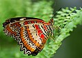 Leopard Lacewing, Cethosia cyane of sub-famili Cyrestinae.