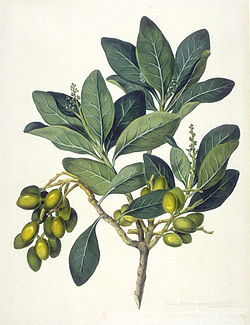 Corynocarpus laevigatus