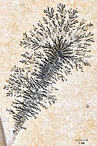 Psilomelane dendrites in the Solnhofen Limestone