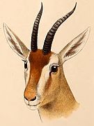 Drawing of brown bovid head