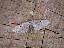 Eupithecia pusillata.jpg