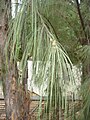 Казуарина хвощеподібна (Casuarina equisetifolia)