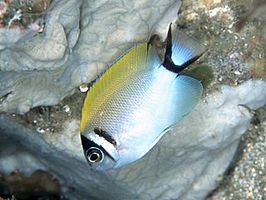 Genicanthus semifasciatus