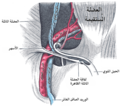 قناة الأربي.