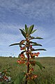 Impatiens gomphophylla