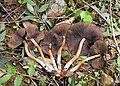 Psilocybe caerulescens