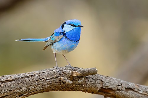 Splendid fairywren