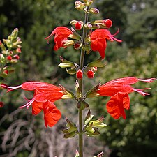 Scharlakanssalvia Salvia coccinea