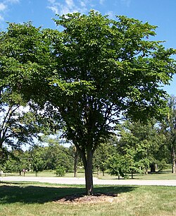 Ulmus laciniata