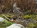 A ruff (Philomachus pugnax)