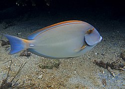 Acanthurus dussumieri