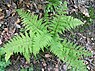 Wijfjesvaren (Athyrium filix-femina)