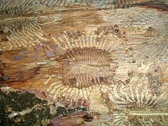 Bark beetle galleries with bark showing exit holes